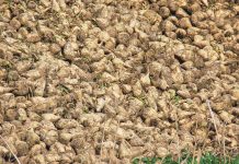 Die Zuckerrübe hat wieder Aufwind