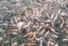 Die Preise bleiben hoch für lange Zeit