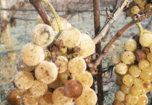 Erste österreichische Weinlese im Monat März