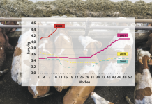 Jungstiere marschieren Richtung fünf Euro