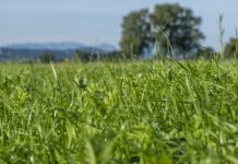 AMA: Zwischenfrucht-Begrünungen müssen bereits im MFA 2022 beantragt werden