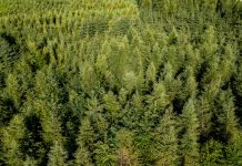 Lieco beteiligt sich an Forest Mapping Management