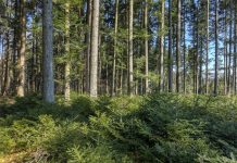 Strasser: Wald ist Schlüssel zur regionalen Energieversorgung