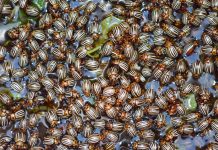 Neugründung: Aus „Belchim Crop Protection“ wird „Certis Belchim“