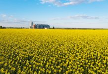 Stratégie Grains: Ukrainekrieg gefährdet EU-Versorgung mit Ölsaaten und Mais