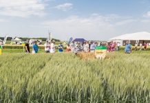 Saatgut Austria: Neue Sorten sind klimafitt