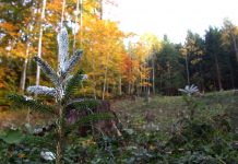 Kwizda „Forestry Campus“: Lösungen für den klimafitten Wald