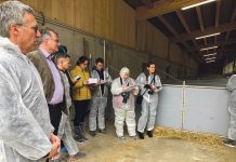 Der Konsument entscheidet, wie Schweine künftig gehalten werden