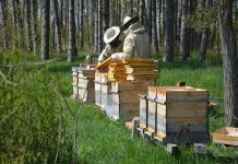 Speziell Bienengesundheit und digitale Vernetzung im Fokus