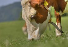 Gute Weiden brauchen Weidegräser