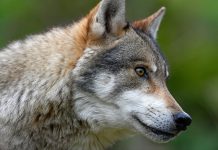 EU: Ringen um Schutz des Wolfes geht weiter