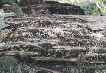 Der Borkenkäfer breitet sich nun im Süden aus