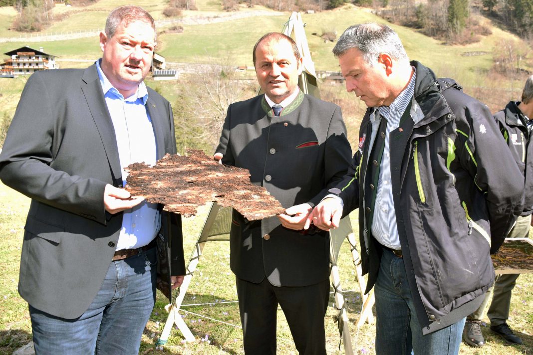 Borkenkaefer 0643 KORR Borkenkäfer