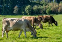 AMA informiert über Weidevorgaben zu Tierschutz