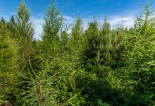 Für Europas Forst geht es um viel