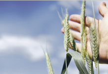 „Drei Tonnen Getreide je Hektar auf guten Standorten reichen nicht“