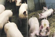 Haltungssysteme, die der Markt zahlt