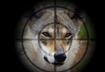 Wolfsabschuss in drei Gebieten möglich