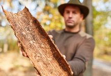 Borkenkäfer schwärmen jetzt wieder intensiv aus