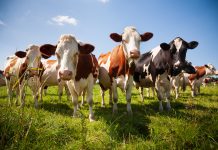 Weniger Zuchtvieh-Exporte