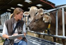 Bauernhöfe im Spannungsfeld zwischen Tierwohl und Wirtschaftlichkeit
