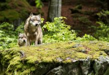Mattle wehrt Blockade der Grünen zu Wolfsabschuss ab Wolf