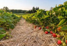 Endlich: Saisonstart für Königin im Beerengarten