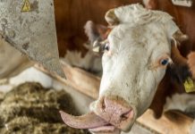 Milchviehfütterung: Kraftfutter effizient einsetzen