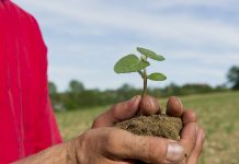 Soviel Sojabohne wie noch nie, Dinkel und Raps überraschen