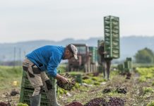 Gefahr von menschlichem Eintrag der Schweinepest
