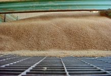 Getreideexportstopp: EU droht Ungarn mit Verfahren