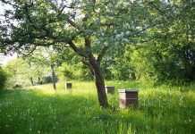 Bäuerinnen und Bauern erhalten die Artenvielfalt