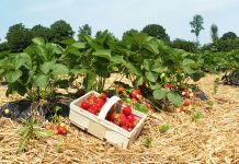 Start in die Ernte von Freilanderdbeeren