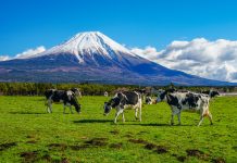 Kiwis planen Klimaabgabe für Landwirtschaft und Viehzüchter