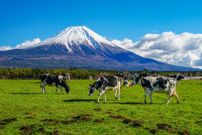 静岡県 富士山 牛 朝霧高原