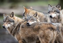 Schwedens Weg in Sachen Wolfspopulation