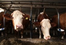 AMA zu Tierhaltungskennzeichnung: “Mit Branchen abgestimmter Entwurf liegt vor”