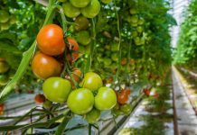 Glashausbetriebe werden mit 9 Mio. Euro entlastet