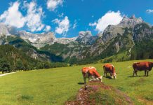 Alpwirtschaft braucht Allianzen