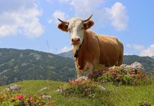 Biodiversität: Bleibt der Bauer, lebt die Alm