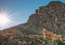 Notfallteam gegen Wolf und Bär