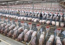 Die „Mega-Sauenhalter“ dieser Welt