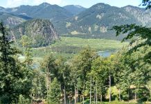 Gegen die Stilllegung von Waldflächen in Österreich