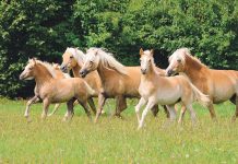 Trend zum Pferd: Stetes Bergauf