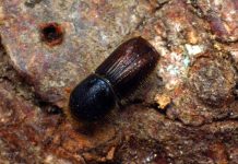 Borkenkäfer-Warndienst meldet “Flugalarm”