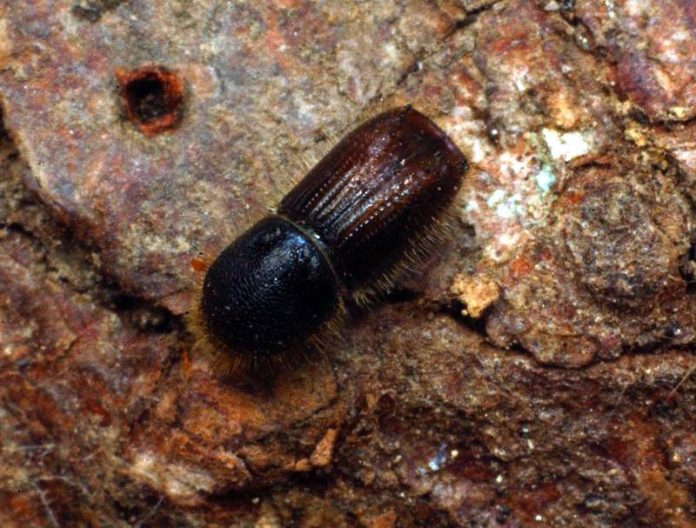 W Buchdrucker OEBF Markovsky