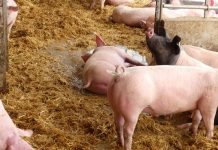 Bei “schweinischer” Hitze ab in die Suhle