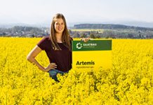 Erklimmen Sie den Ertragsölymp und gewinnen Sie 1 von 10 Packungen der Sorte ARTEMIS! Saatbau Arthemis