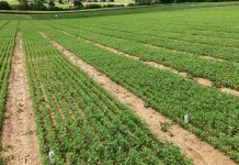 Luzerne ist auf dem Vormarsch Luzerne