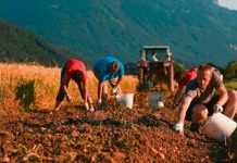 Arbeitsmarktzugang für Saisoniers erneut verbessert manuelle Kartoffelernte